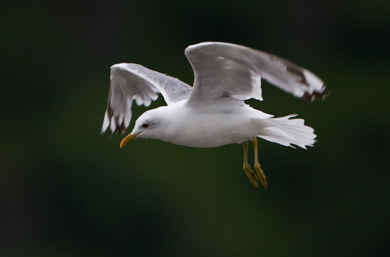 Gull In Flight